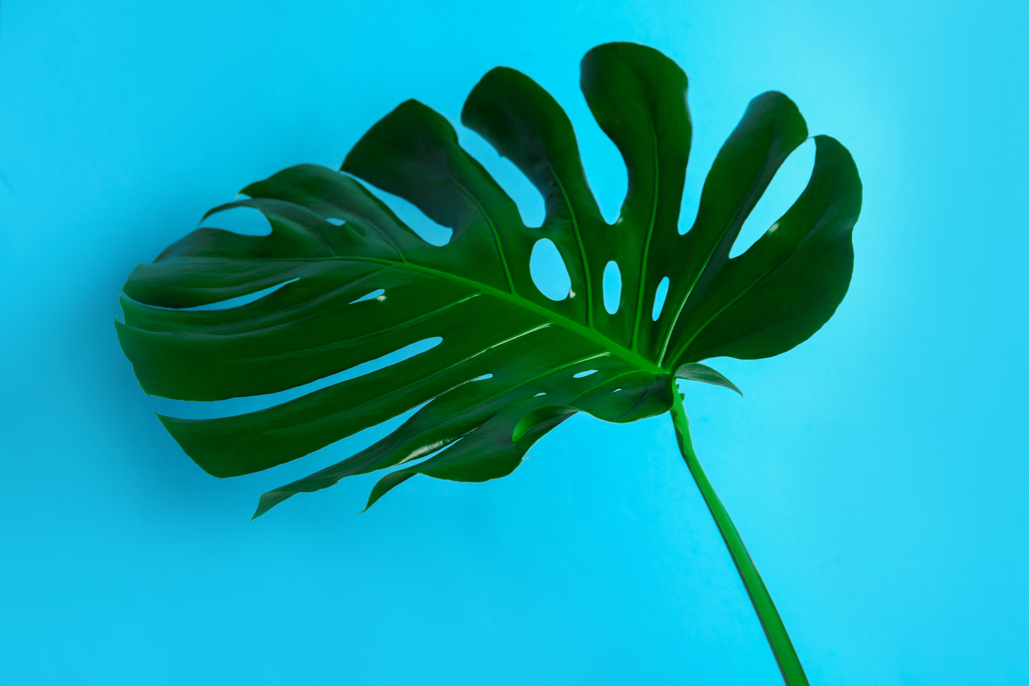 What’s New in The Monstera